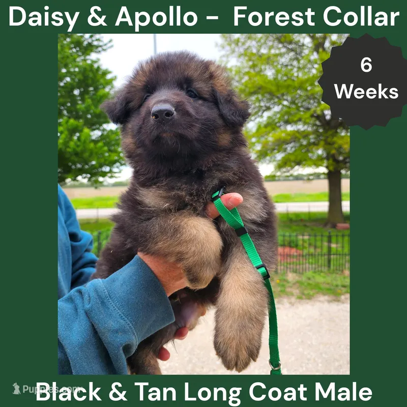 AKC Black&tan LH - DA Forest – German Shepherd Dog puppy for sale in Princeville, IL