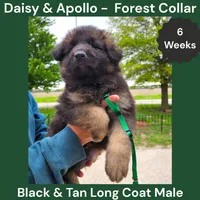AKC Black&tan LH - DA Forest, a male German Shepherd Dog for sale in Princeville, IL – 3 of 7