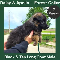 AKC Black&tan LH - DA Forest, a male German Shepherd Dog for sale in Princeville, IL – 2 of 7