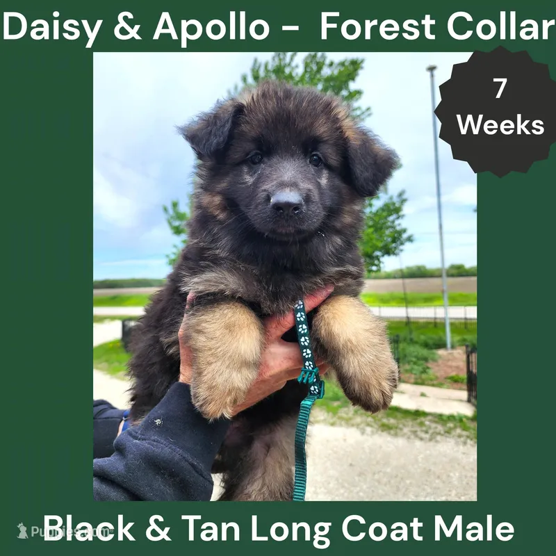 AKC Black&tan LH - DA Forest – German Shepherd Dog puppy for sale in Princeville, IL