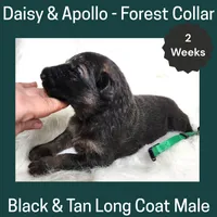 AKC Black&tan LH - DA Forest, a male German Shepherd Dog for sale in Princeville, IL – Photo 2 of 3