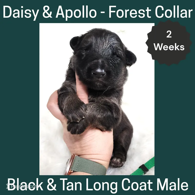 AKC Black&tan LH - DA Forest – German Shepherd Dog puppy for sale in Princeville, IL