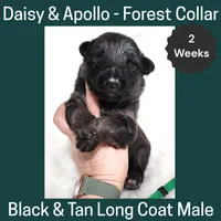 AKC Black&tan LH - DA Forest, a male German Shepherd Dog for sale in Princeville, IL – Photo 1 of 3