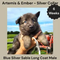 AKC Blue Silver Sable Long Coat - AE Silver, a male German Shepherd Dog for sale in Princeville, IL – 2 of 5