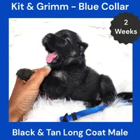 AKC Black & Tan Long Coat - KG Blue, a male German Shepherd Dog for sale in Princeville, IL – 2 of 3