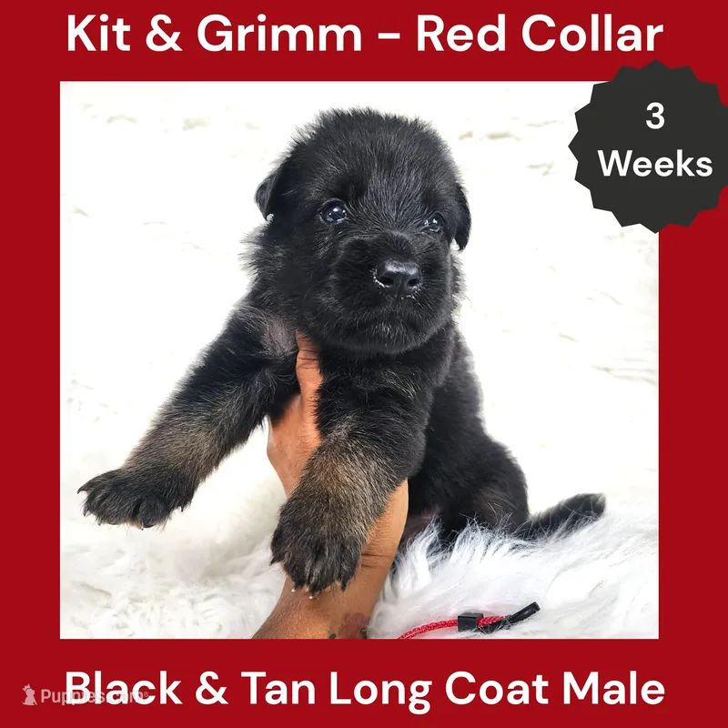 AKC Black & Tan Long Coat - KG Red – German Shepherd Dog puppy for sale in Princeville, IL