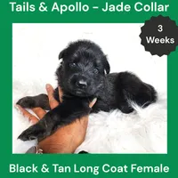 AKC Black & Tan Long Coat - TA Jade, a female German Shepherd Dog for sale in Princeville, IL – 5 of 7