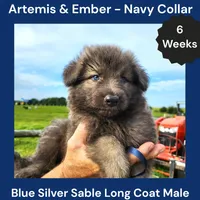 AKC Blue Silver Sable Long Coat - AE Navy, a male German Shepherd Dog for sale in Princeville, IL – 2 of 4