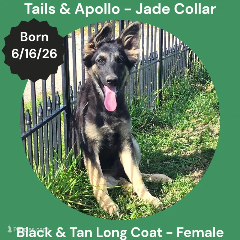 AKC Black & Tan Long Coat - TA Jade – German Shepherd Dog puppy for sale in Princeville, IL