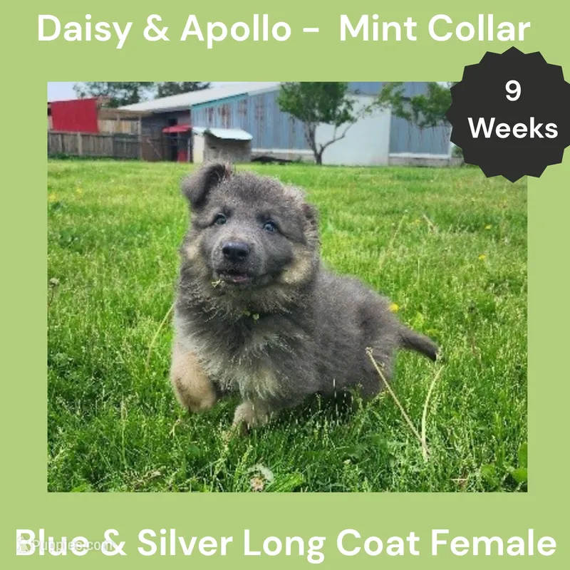 AKC Blue&Silver LH - DA Mint – German Shepherd Dog puppy for sale in Princeville, IL