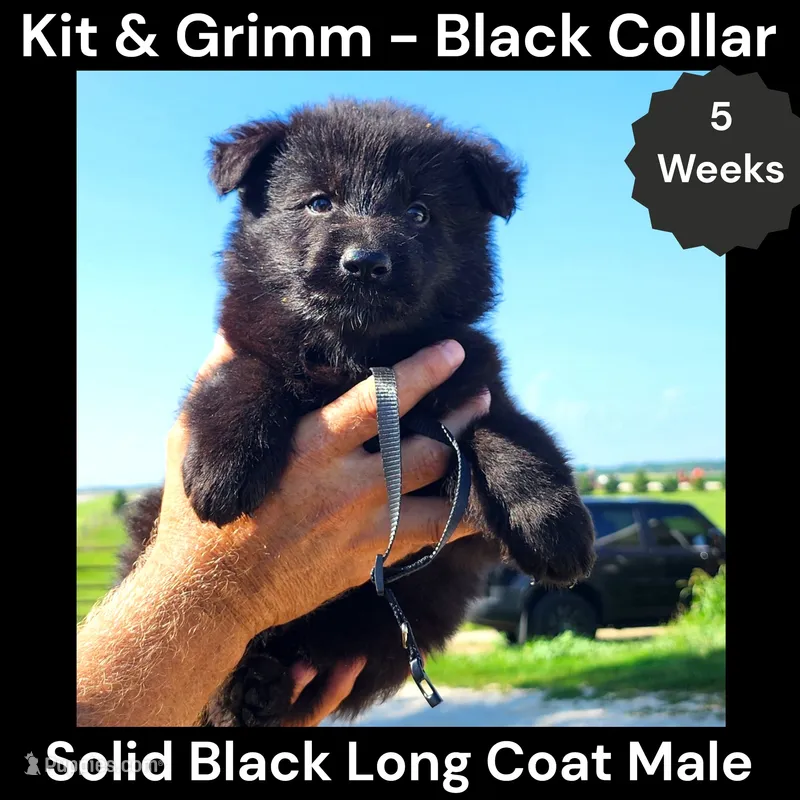 AKC Black Long Coat - KG Black – German Shepherd Dog puppy for sale in Princeville, IL