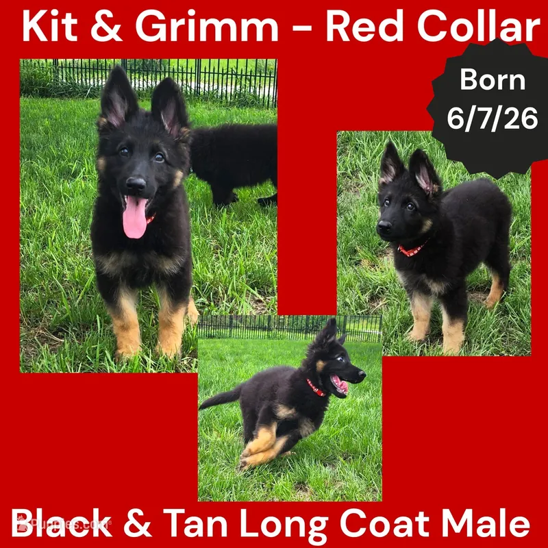 AKC Black & Tan Long Coat - KG Red  – German Shepherd Dog puppy for sale in Princeville, IL