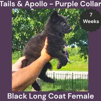 AKC Black Long Coat - TA Purple, a female German Shepherd Dog for sale in Princeville, IL – 3 of 8