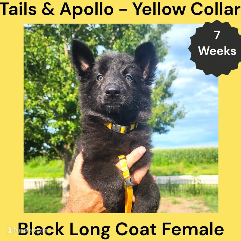 AKC Black Long Coat - TA Yellow – German Shepherd Dog puppy for sale in Princeville, IL