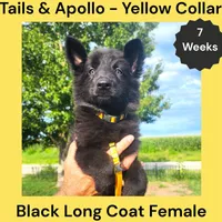 AKC Black Long Coat - TA Yellow, a female German Shepherd Dog for sale in Princeville, IL – 2 of 8