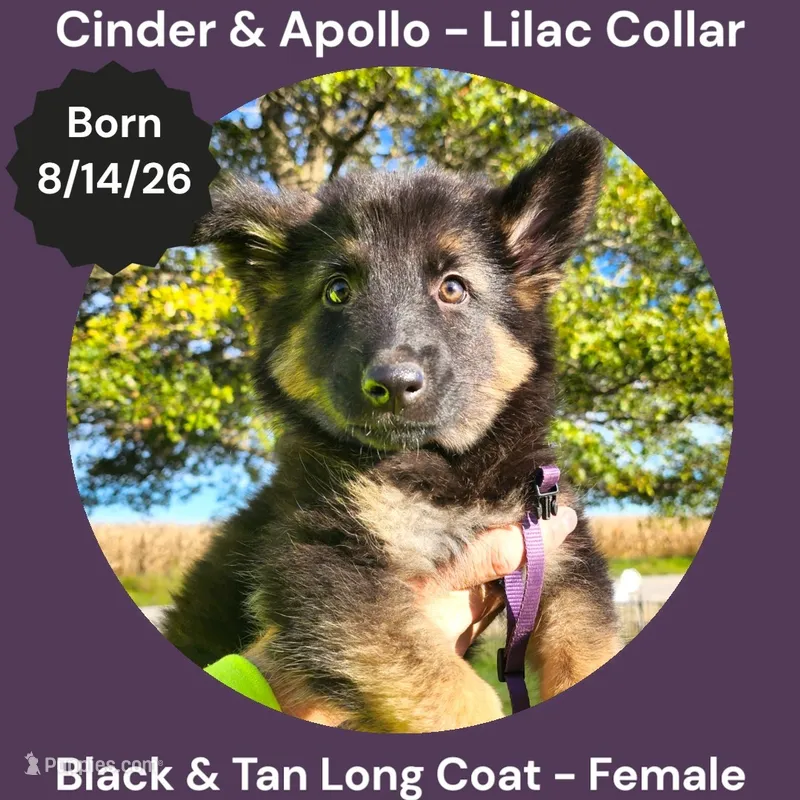AKC Black & Tan Long Coat - CA Lilac – German Shepherd Dog puppy for sale in Princeville, IL