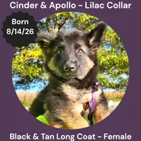 AKC Black & Tan Long Coat - CA Lilac, a female German Shepherd Dog for sale in Princeville, IL – 1 of 9