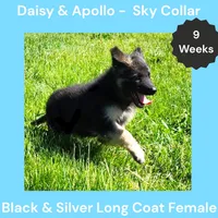 AKC Black&Silver LH - DA Sky, a female German Shepherd Dog for sale in Princeville, IL – 5 of 9
