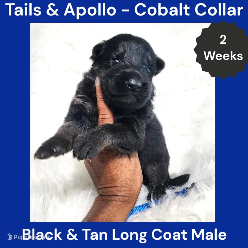 AKC Black & Tan Long Coat - TA Cobalt – German Shepherd Dog puppy for sale in Princeville, IL