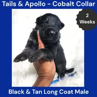 AKC Black & Tan Long Coat - TA Cobalt, a male German Shepherd Dog for sale in Princeville, IL – 1 of 3