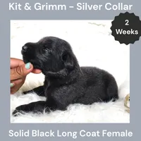AKC Black Long Coat - KG Silver, a female German Shepherd Dog for sale in Princeville, IL – 2 of 3