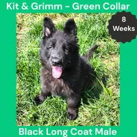 AKC Black Long Coat - KG Green, a male German Shepherd Dog for sale in Princeville, IL – 2 of 9