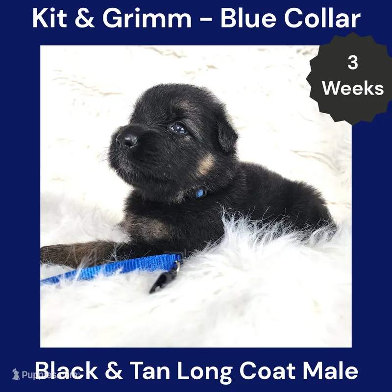 AKC Black & Tan Long Coat - KG Blue – German Shepherd Dog puppy for sale in Princeville, IL