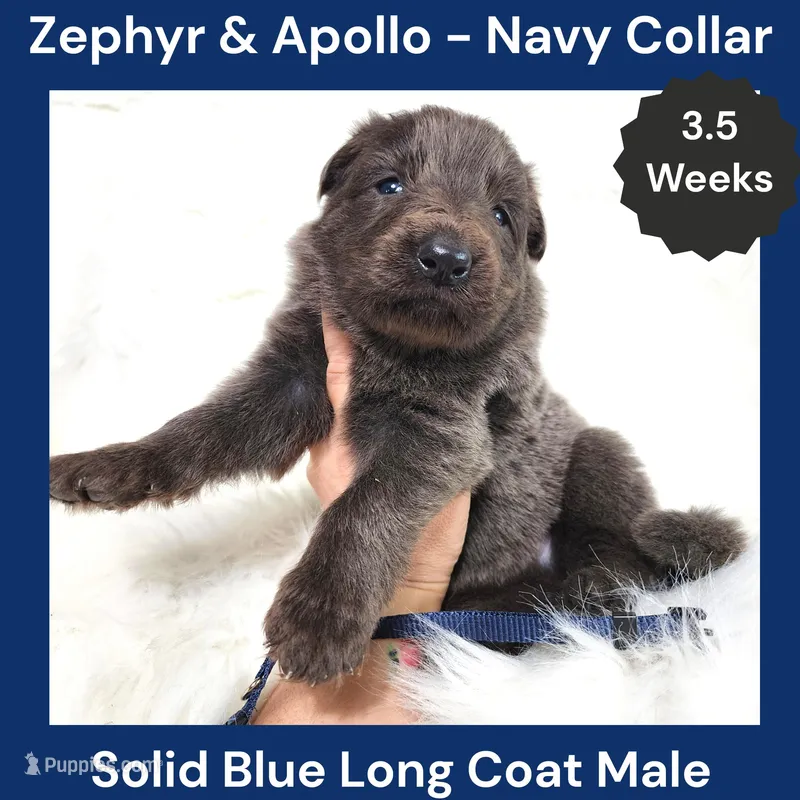 AKC Blue LH - ZA Navy – German Shepherd Dog puppy for sale in Princeville, IL