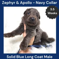 AKC Blue LH - ZA Navy, a male German Shepherd Dog for sale in Princeville, IL – Photo 1 of 5