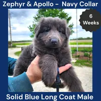 AKC Blue LH - ZA Navy, a male German Shepherd Dog for sale in Princeville, IL – 6 of 9