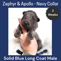 AKC Blue LH - ZA Navy, a male German Shepherd Dog for sale in Princeville, IL – Photo 2 of 3