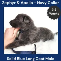 AKC Blue LH - ZA Navy, a male German Shepherd Dog for sale in Princeville, IL – Photo 2 of 5