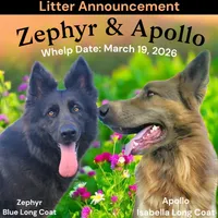 AKC Blue LH - ZA Navy, a male German Shepherd Dog for sale in Princeville, IL – Photo 3 of 3