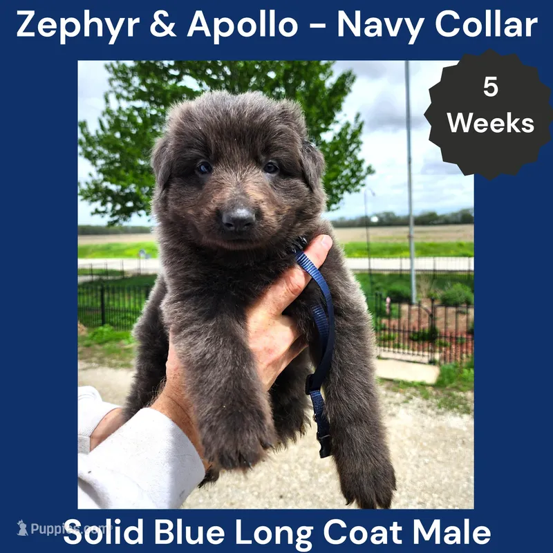AKC Blue LH - ZA Navy – German Shepherd Dog puppy for sale in Princeville, IL