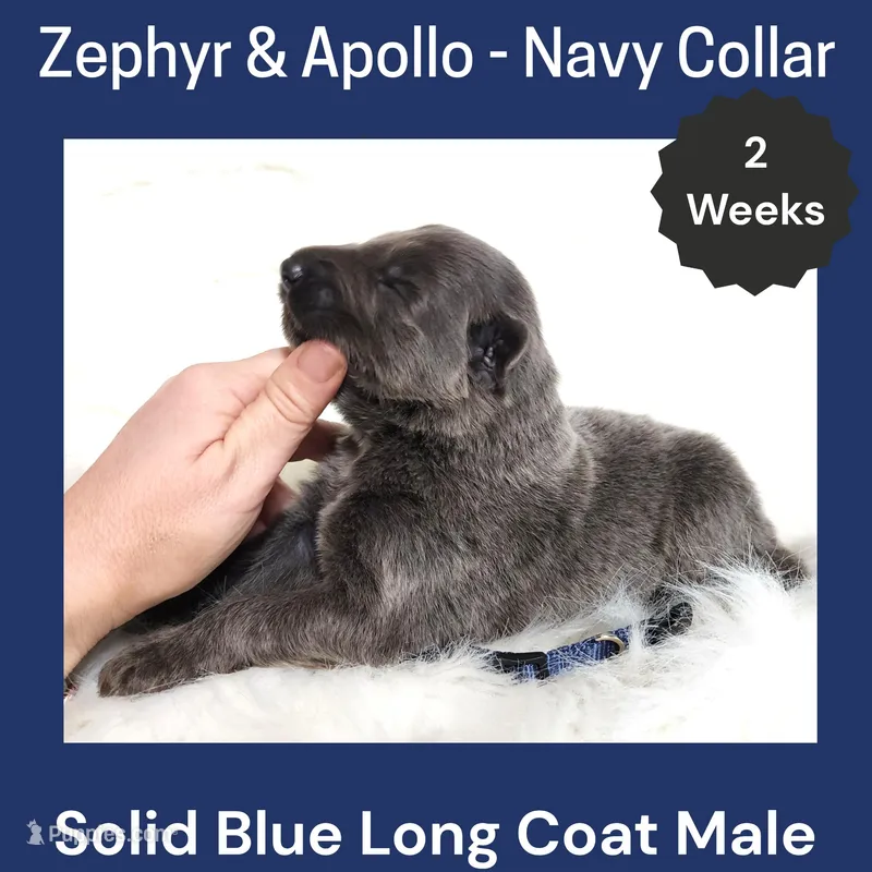 AKC Blue LH - ZA Navy – German Shepherd Dog puppy for sale in Princeville, IL