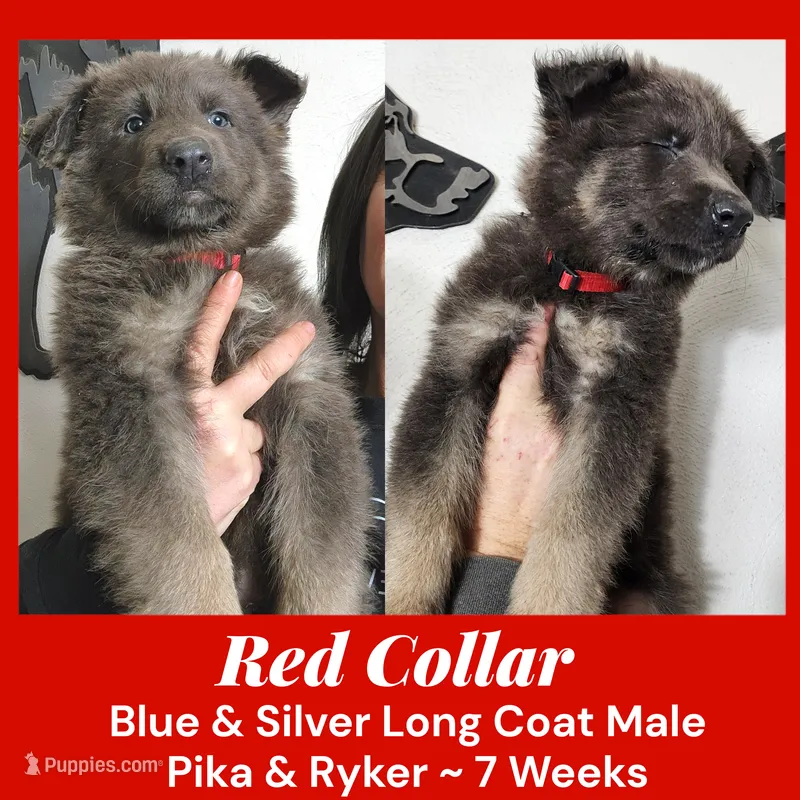 AKC Blue&Silver LH - PR Red