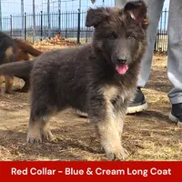 AKC Blue&Cream LH - PR Red, a male German Shepherd Dog for sale in Princeville, IL – Photo 1 of 7