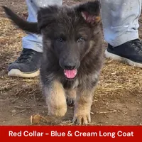 AKC Blue&Cream LH - PR Red, a male German Shepherd Dog for sale in Princeville, IL – Photo 2 of 7