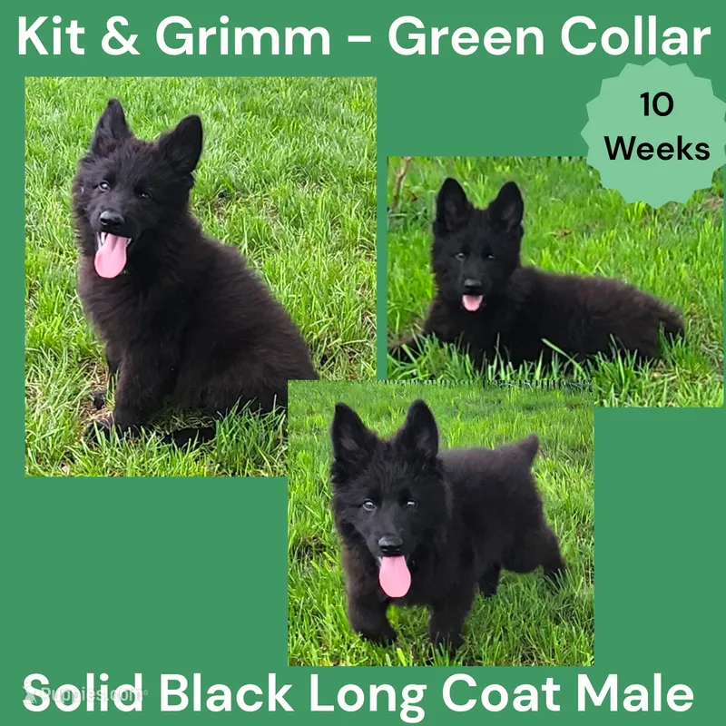 AKC Black Long Coat - KG Green – German Shepherd Dog puppy for sale in Princeville, IL