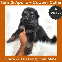AKC Black & Tan Long Coat - TA Copper, a male German Shepherd Dog for sale in Princeville, IL – 5 of 9