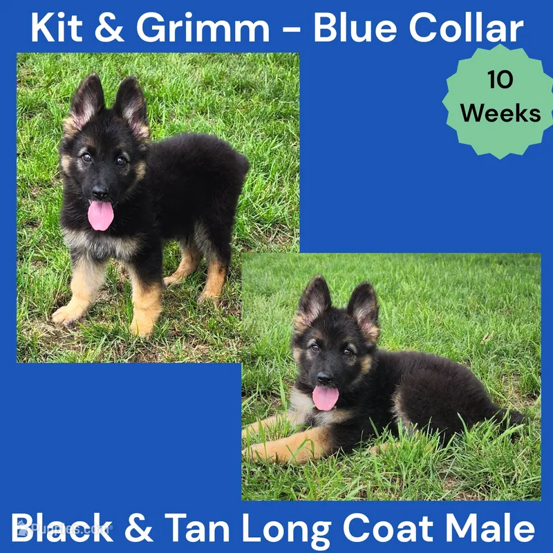 AKC Black & Tan Long Coat - KG Blue – German Shepherd Dog puppy for sale in Princeville, IL