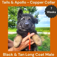 AKC Black & Tan Long Coat - TA Copper, a male German Shepherd Dog for sale in Princeville, IL – 3 of 9
