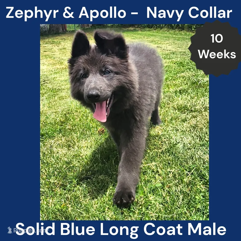 AKC Blue LH - ZA Navy – German Shepherd Dog puppy for sale in Princeville, IL