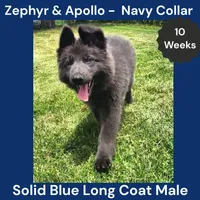 AKC Blue LH - ZA Navy, a male German Shepherd Dog for sale in Princeville, IL – 4 of 10