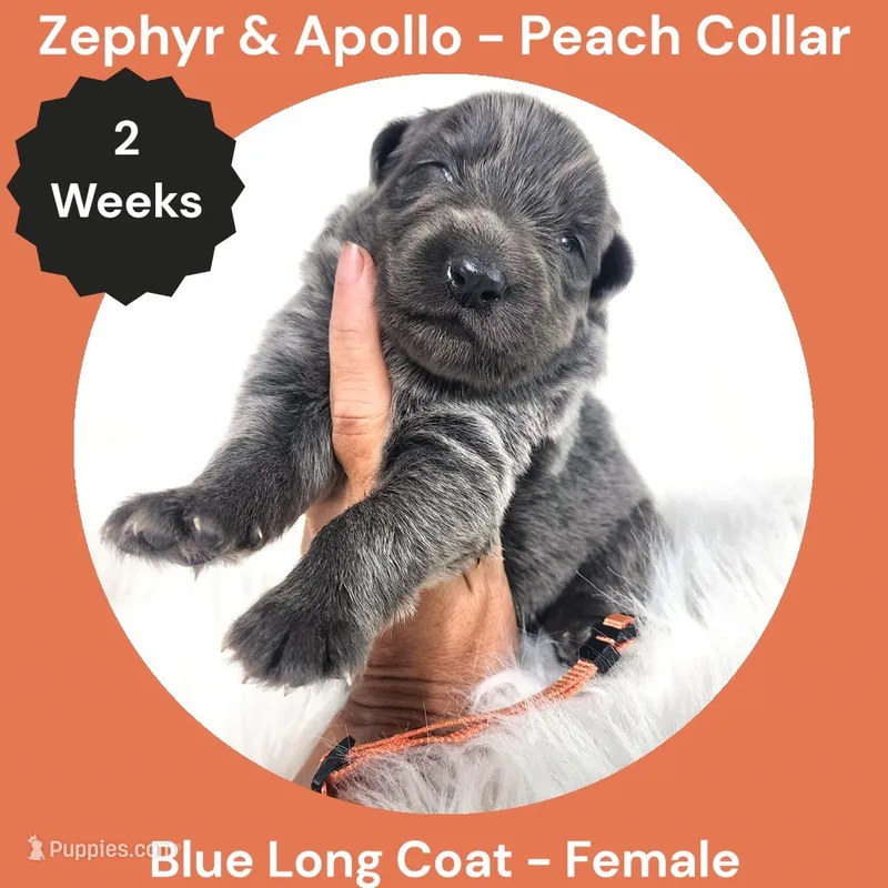 AKC Blue Long Coat - ZA Peach, a female German Shepherd Dog for sale in Princeville, IL – 1 of 3
