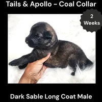 AKC Dark Sable Long Coat - TA Coal, a male German Shepherd Dog for sale in Princeville, IL – 2 of 3