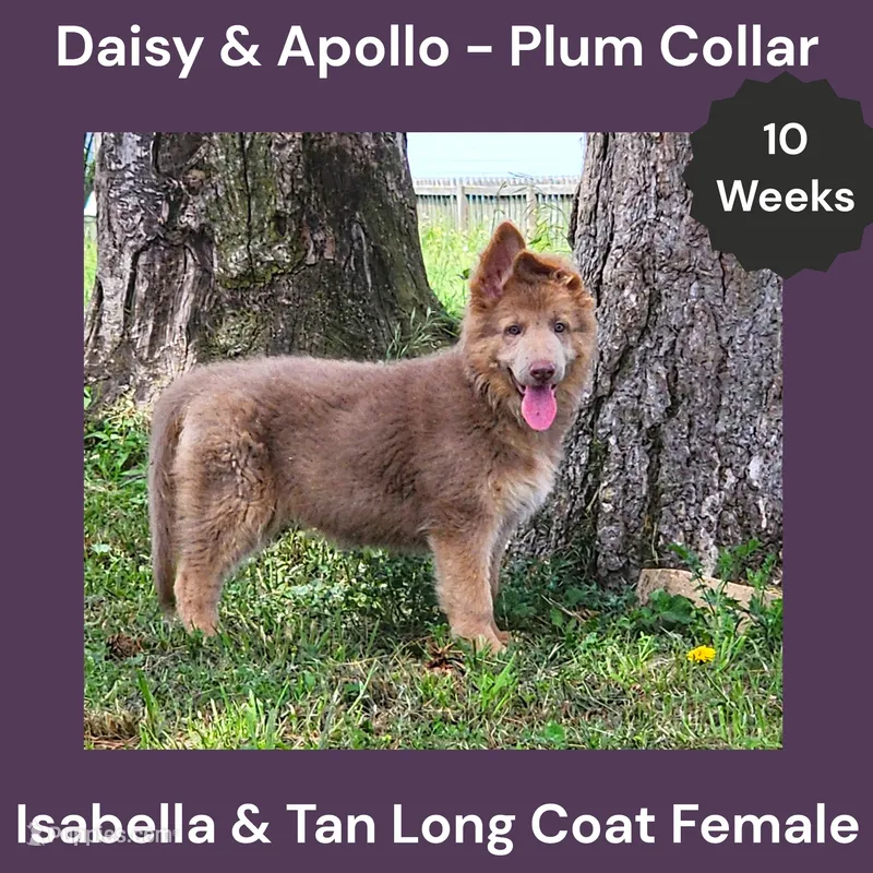 AKC Isabella&tan LH - DA Plum – German Shepherd Dog puppy for sale in Princeville, IL