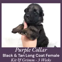 AKC Black & Tan LH - KG Purple, a female German Shepherd Dog for sale in Princeville, IL – Photo 7 of 8