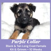AKC Black & Tan LH - KG Purple, a female German Shepherd Dog for sale in Princeville, IL – Photo 5 of 8
