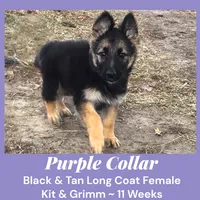 AKC Black & Tan LH - KG Purple, a female German Shepherd Dog for sale in Princeville, IL – Photo 2 of 8